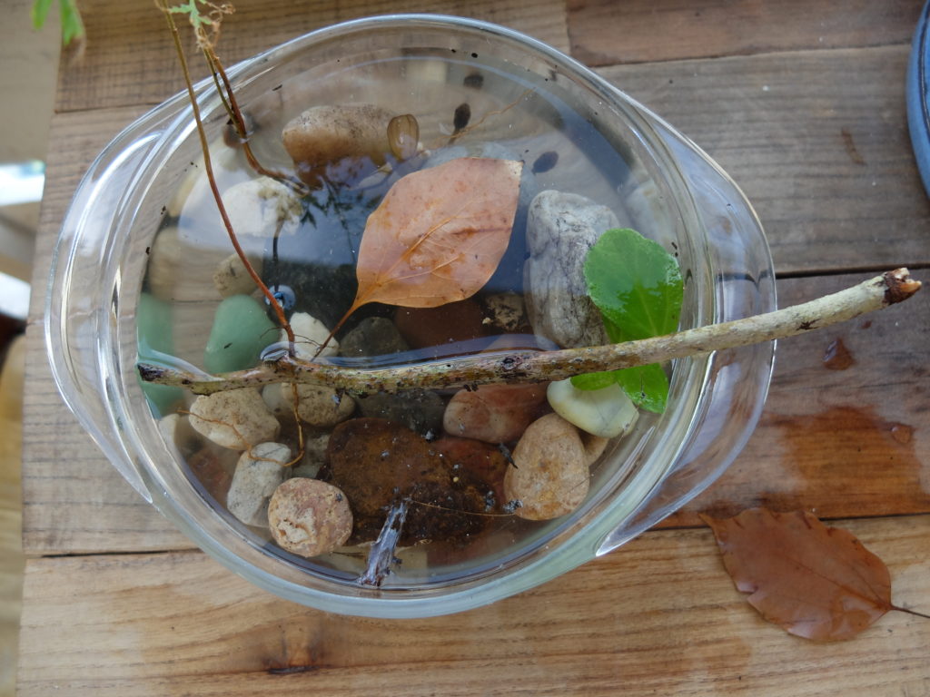 How to Set Up a Tadpole Habitat · Acorn to Oak